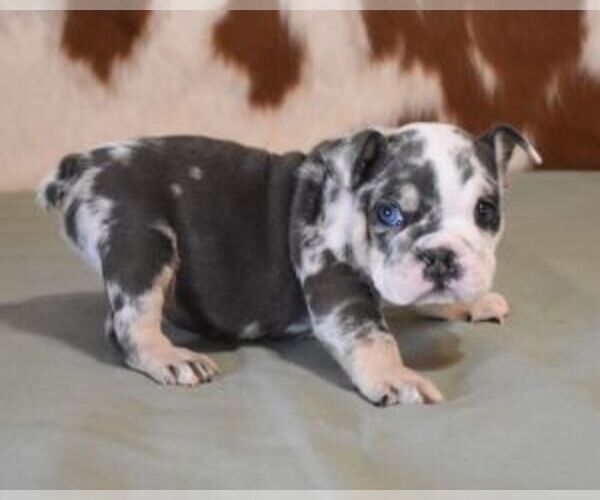 Medium Photo #6 English Bulldog Puppy For Sale in MARSHFIELD, MO, USA