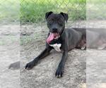 Small #1 Labrador Retriever Mix