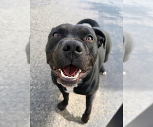 Gofi - Male Mutt Dog for Adoption - Photo #2