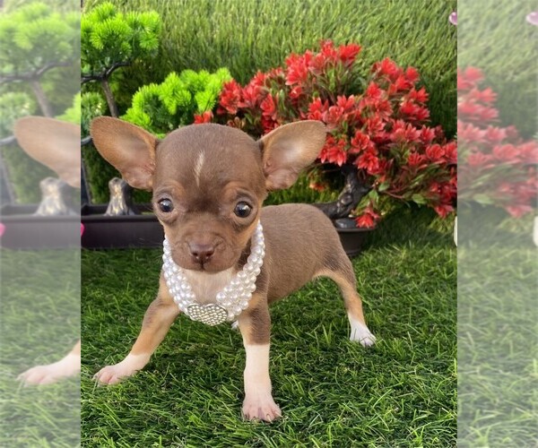 Medium Photo #19 Chihuahua Puppy For Sale in PEMBROKE PINES, FL, USA
