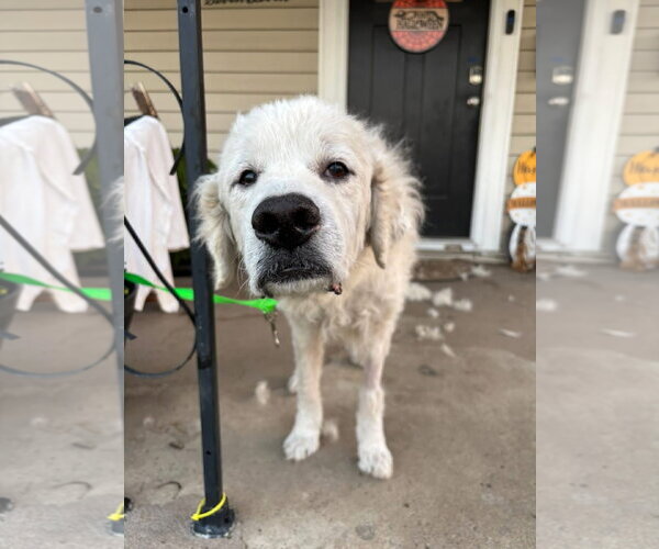 Medium Photo #3 Great Pyrenees-Unknown Mix Puppy For Sale in Germantown, OH, USA