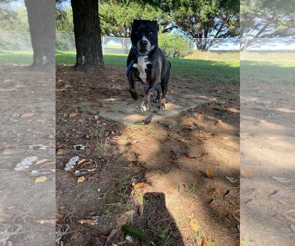 Medium Photo #2 American Staffordshire Terrier-Eurasier Mix Puppy For Sale in Front Royal, VA, USA