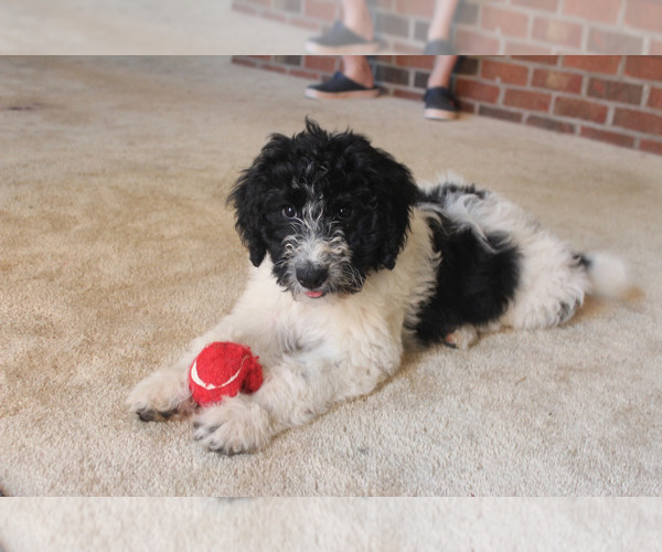 Medium Photo #10 F2 Aussiedoodle Puppy For Sale in KINSTON, NC, USA