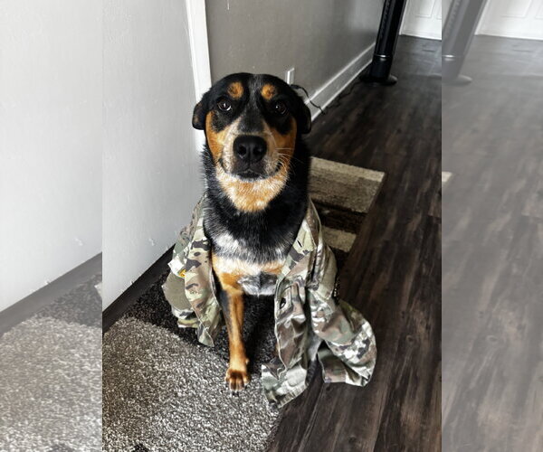 Medium Photo #4 Australian Shepherd-Unknown Mix Puppy For Sale in Dallas, TX, USA