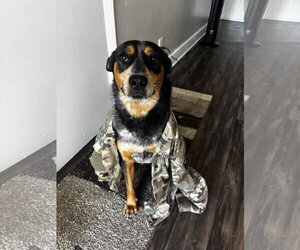 Enzo - Male Australian Shepherd-Unknown Mix Dog for Adoption - Photo #4