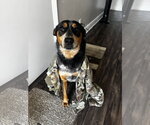 Small Photo #4 Australian Shepherd-Unknown Mix Puppy For Sale in Dallas, TX, USA