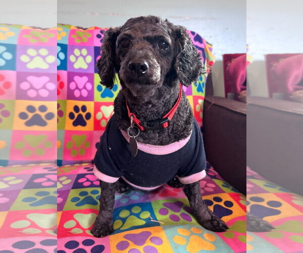 Medium Photo #4 Poodle (Miniature) Puppy For Sale in Pacolet, SC, USA