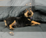Small Photo #3 Rottweiler Puppy For Sale in ROSEBURG, OR, USA