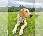 Small #17 Anatolian Shepherd-Labrador Retriever Mix