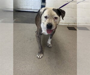 Mutt Dogs for adoption in San Bernardino, CA, USA