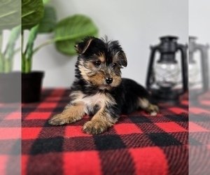 Yorkshire Terrier Puppy for sale in FRANKLIN, IN, USA