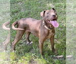 Small #2 American Pit Bull Terrier-Chocolate Labrador retriever Mix