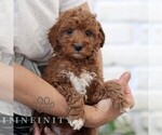 Small Photo #2 Goldendoodle (Miniature) Puppy For Sale in NARVON, PA, USA