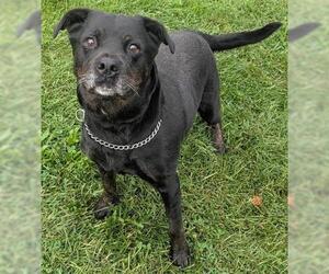 Labrador Retriever Dogs for adoption in Akron, OH, USA