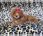 Small #7 Cavapoo (Miniature)