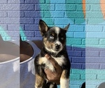 Small Photo #5 Alaskan Husky-Pomeranian Mix Puppy For Sale in DETROIT, MI, USA