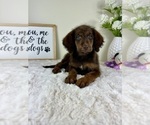 Small #1 Labradoodle