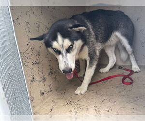 - Mix Dogs for adoption in West Palm Beach, FL, USA
