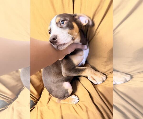 Medium Photo #3 Labrador Retriever-Unknown Mix Puppy For Sale in Rockwall, TX, USA