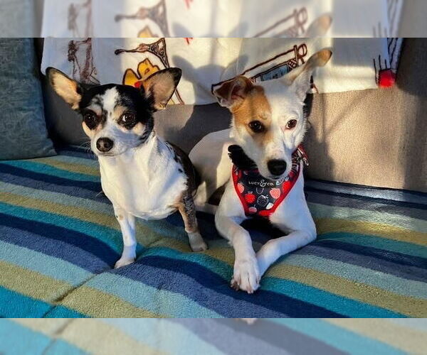 Medium Photo #4 Jack Russell Terrier-Unknown Mix Puppy For Sale in Mundelein, IL, USA