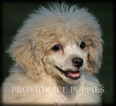 Small Photo #40 Poodle (Miniature) Puppy For Sale in COPPOCK, IA, USA