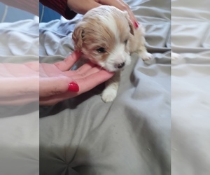 Maltipoo Puppy for sale in SEVEN SPRINGS, NC, USA