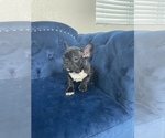 Small Photo #12 French Bulldog Puppy For Sale in DEAL, NJ, USA