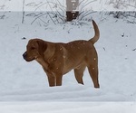Small #19 Labrador Retriever