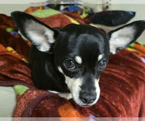 Chihuahua Dogs for adoption in Mundelein, IL, USA