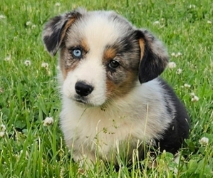 Pembroke Welsh Corgi Puppy for sale in MILTON, WI, USA
