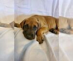 Small Photo #3 Great Dane Puppy For Sale in WEATHERFORD, TX, USA