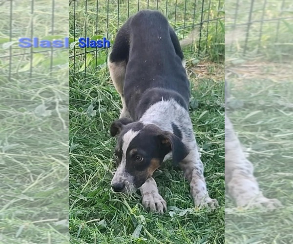 Medium Photo #13 Mutt Puppy For Sale in Minneapolis, MN, USA