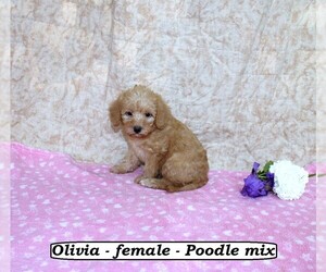 Medium Poodle (Miniature)