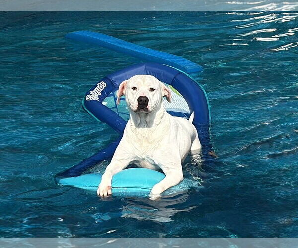 Medium Photo #7 American Staffordshire Terrier-Unknown Mix Puppy For Sale in Holly Springs, NC, USA