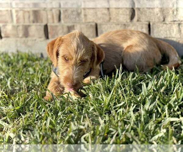 Medium Photo #6 Mutt Puppy For Sale in Rosenberg, TX, USA