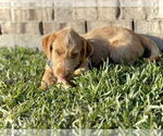 Small #5 Mutt