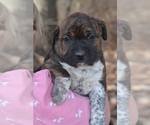 Small Photo #2 Australian Shepherd-Boxer Mix Puppy For Sale in ORRVILLE, OH, USA
