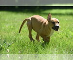 Small #5 Shepradors