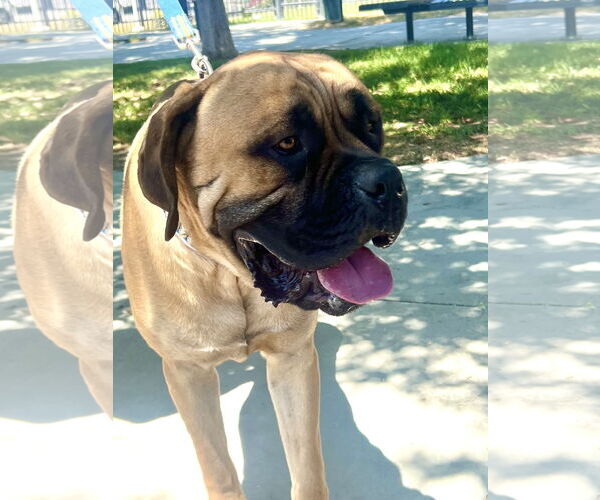 Medium Photo #3 Bullmastiff Puppy For Sale in Goodyear, AZ, USA