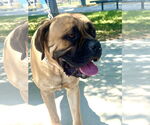 Small #2 Bullmastiff