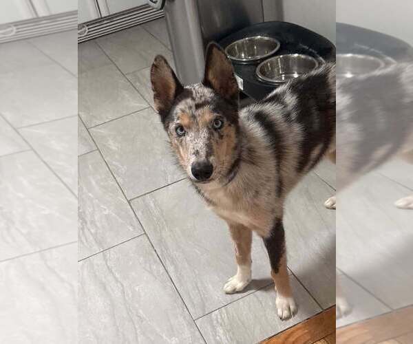 Medium Photo #10 Catahoula Leopard Dog-Collie Mix Puppy For Sale in Lakewood, CO, USA