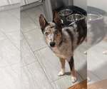 Small #9 Catahoula Leopard Dog-Collie Mix