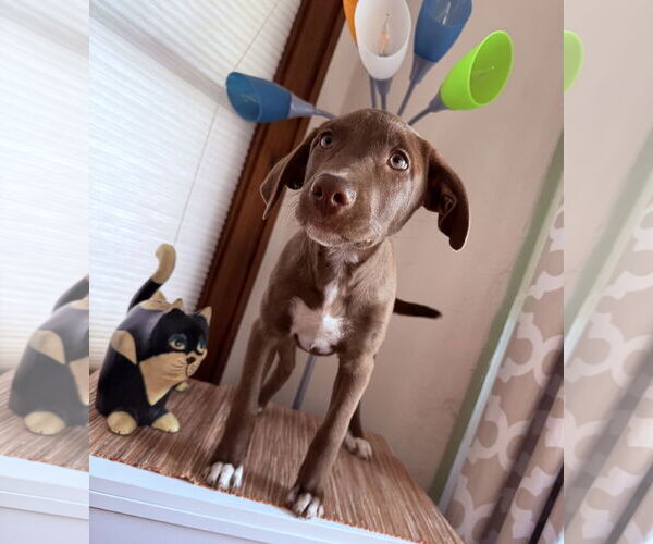 Medium Photo #4 Labrador Retriever-Unknown Mix Puppy For Sale in Des Moines, IA, USA