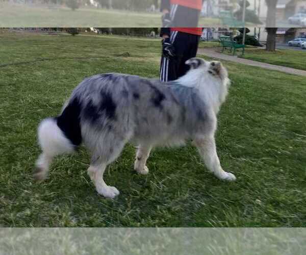 Medium Photo #1 Border Collie Puppy For Sale in NEWPORT BEACH, CA, USA
