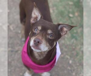 Chihuahua-Unknown Mix Dogs for adoption in San Antonio, TX, USA