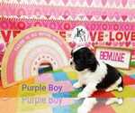 Small Photo #6 Shih Tzu Puppy For Sale in BERRYVILLE, VA, USA