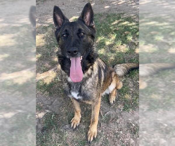 Medium Photo #3 German Shepherd Dog Puppy For Sale in Riverside, CA, USA