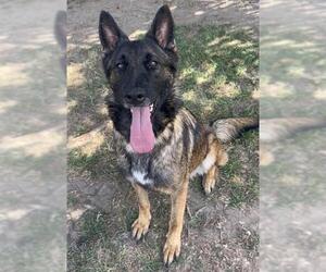 DONNA - Female German Shepherd Dog Dog for Adoption - Photo #3