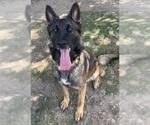 Small #2 German Shepherd Dog
