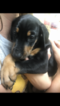 Small Photo #1 Doberman Pinscher Puppy For Sale in KAILUA, HI, USA